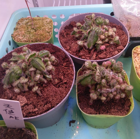 Australian Pitcher Plant
