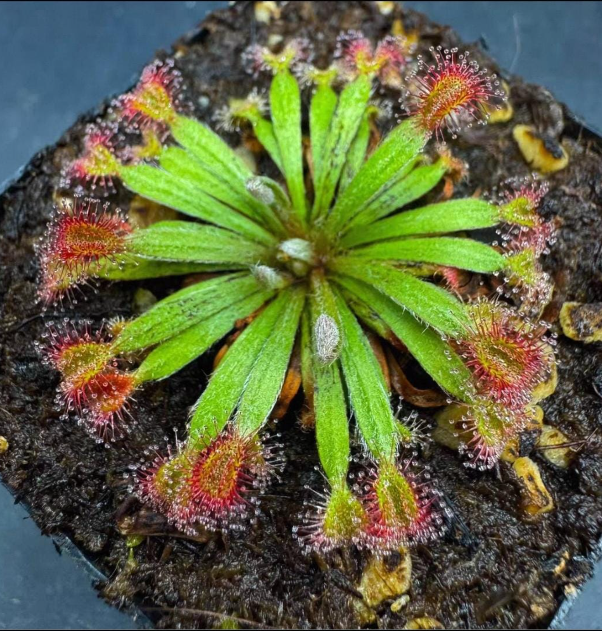 Drosera Brevicornis