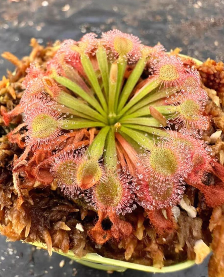 Drosera Darwinensis