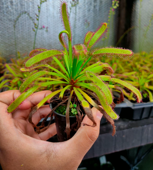 Capensis x aliciae (Drosera hercules)