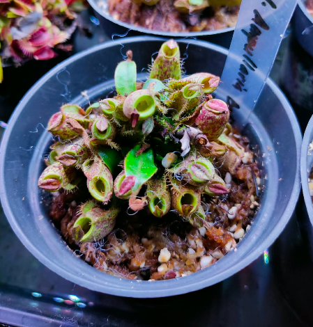 Nepenthes Ampullaria