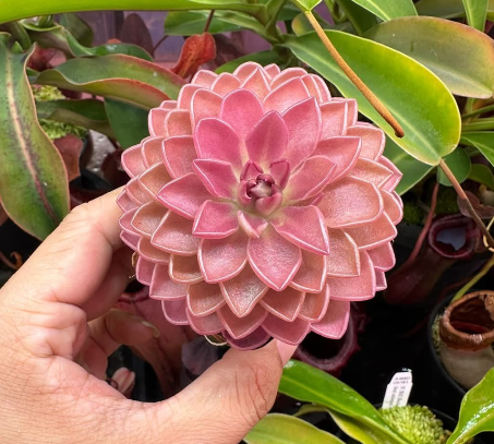 Pinguicula Kirkbright