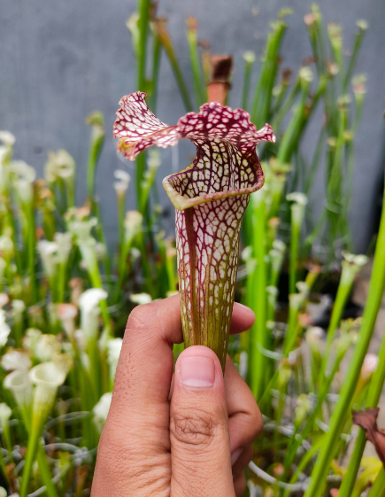 Sarracenia Andromeda x Alba