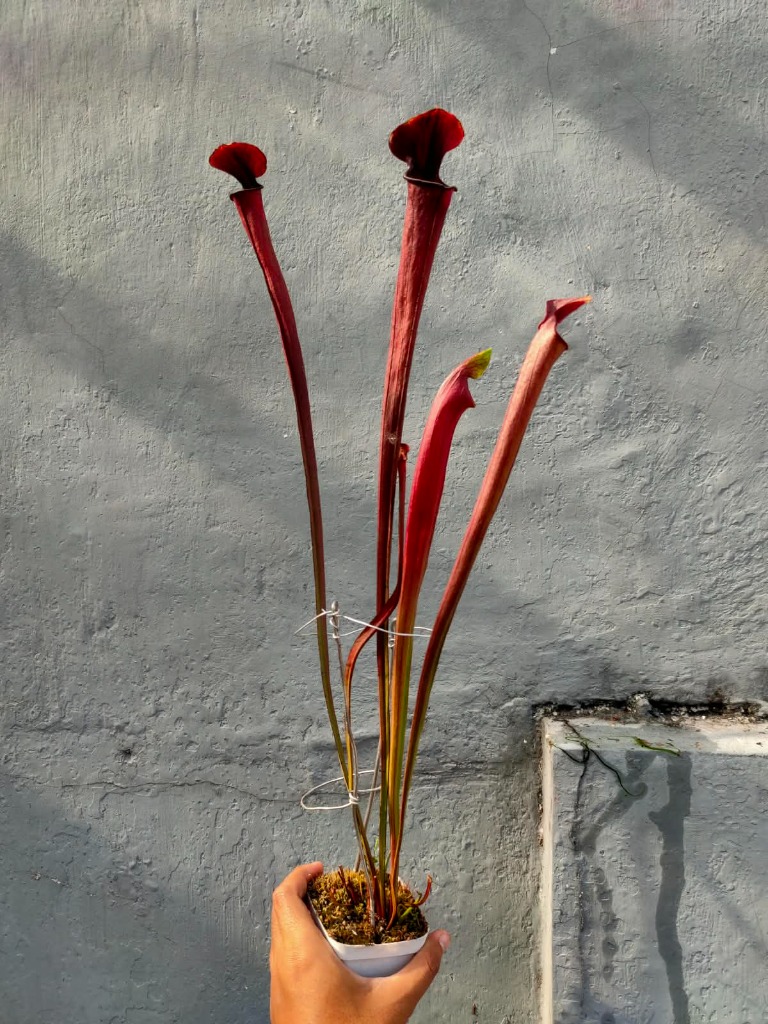 Sarracenia Black Widow