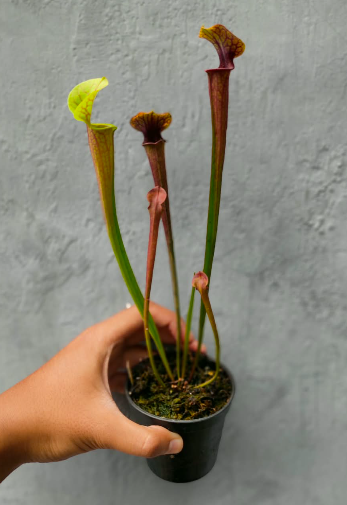 Sarracenia Flava Var Atropurpurea