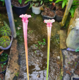 Sarracenia IAM Satyricon