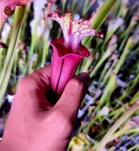 Sarracenia Leucophylla x Wilkerson Red x Flava Waccamaw