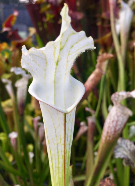 Sarracenia Leucophylla Alba