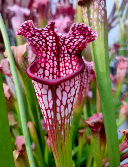 Sarracenia Leucophylla Red
