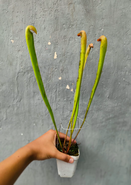 Sarracenia Minor var Okefenokee