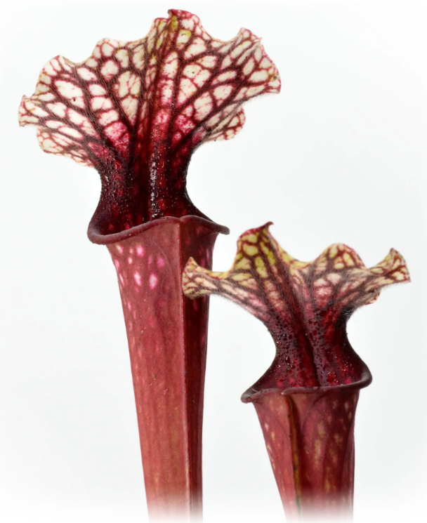 Sarracenia Moorei 'Wilkerson's White Knight' x 'Wilkerson's Red' DFH74