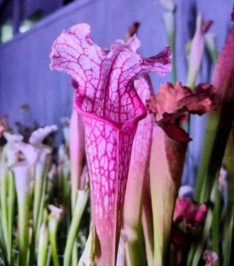 Sarracenia Pink Thing x Leucophylla L18 MK