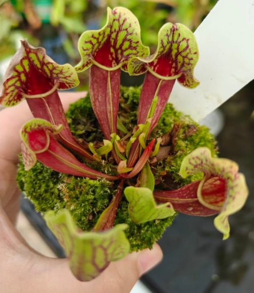 Sarracenia Purpurea Montana