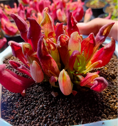 Sarracenia Purpurea Smurf