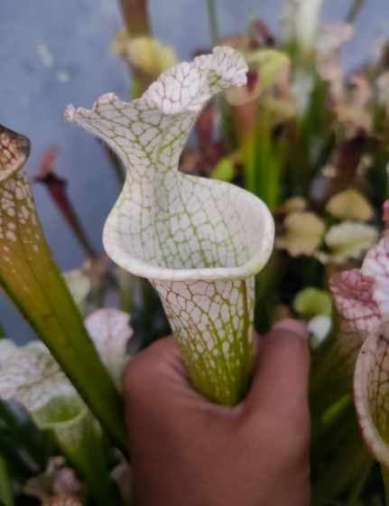 Sarracenia SL 61 AC