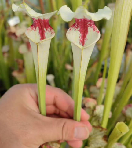 Sarracenia Twingkle White Form