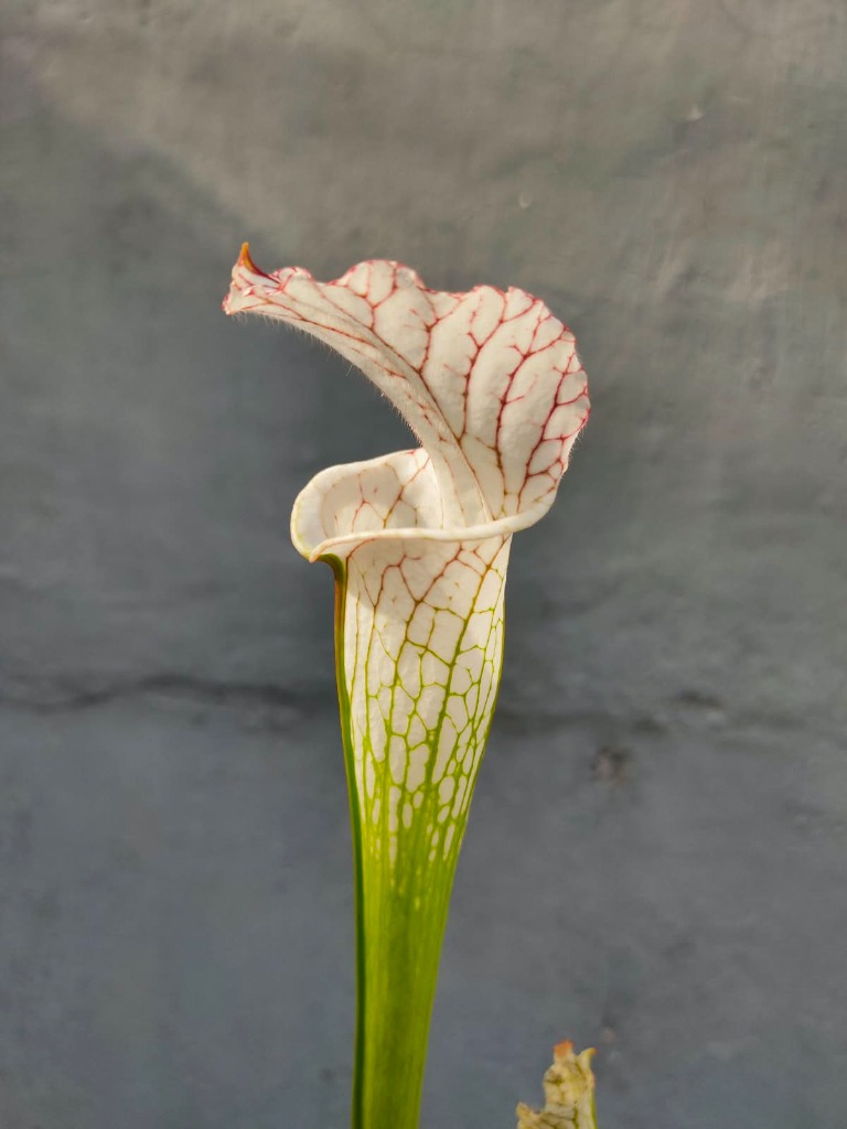 Sarracenia Very White Top
