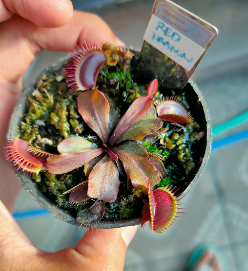 Venus Flytrap 'Akai Ryu' (Red Dragon)