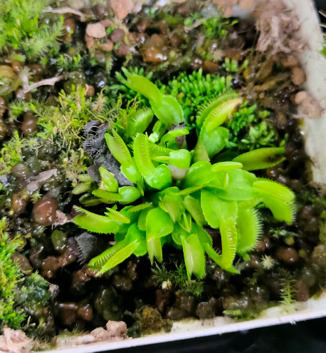 Venus Flytrap 'Alien'