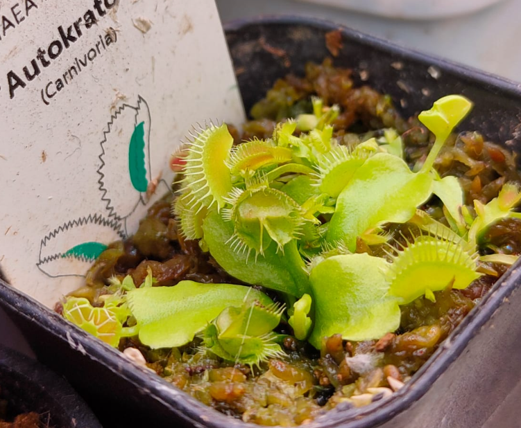 Venus Flytrap Autokrator