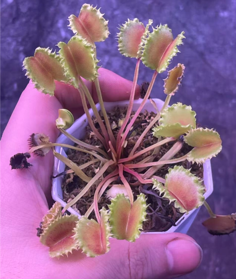 Venus Flytrap Biohazard 1 x Chinese Dumpling
