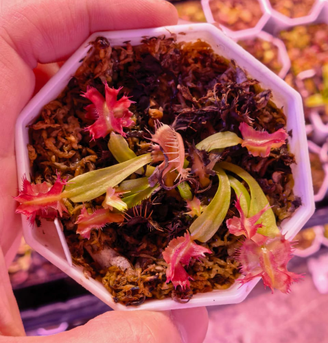 Venus Flytrap Biohazard IV