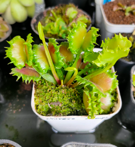 Venus Flytrap Chinese Dumpling