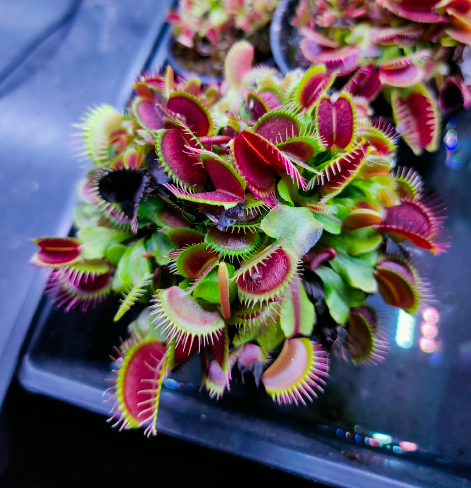 Venus Flytrap Finetooth x Red