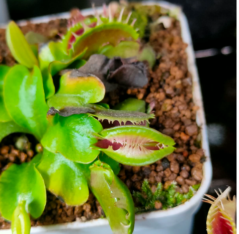 Venus Flytrap Fuzzy Trap By China