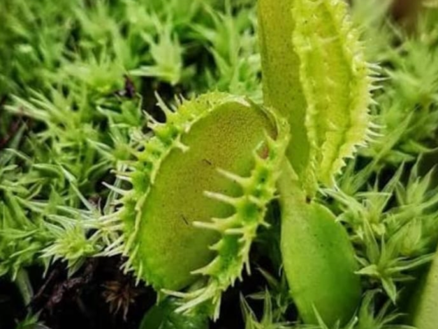 Venus Flytrap GJ Tingkerbell