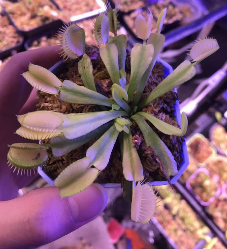 Venus Flytrap Glass