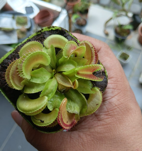 Venus Flytrap Jews Smiley