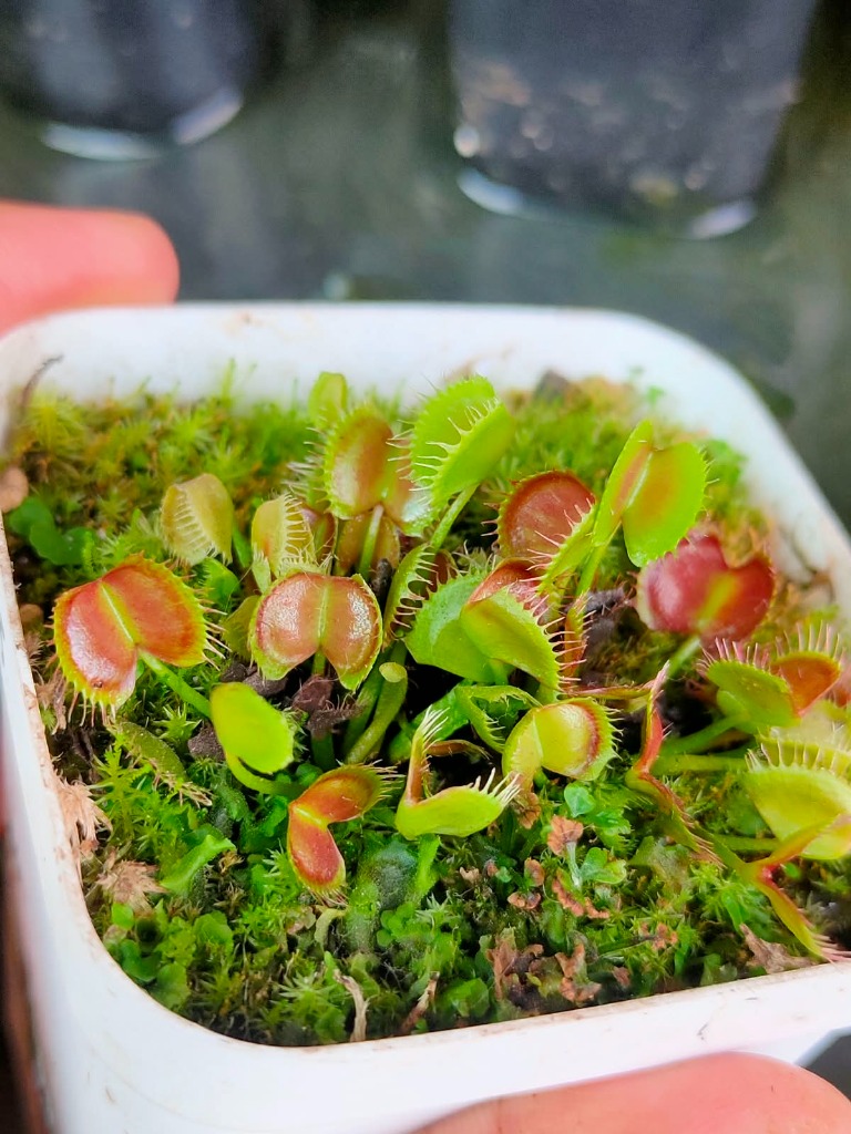 Venus Flytrap Long Red Fingers