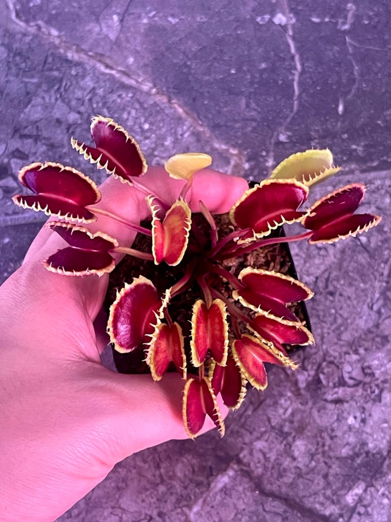 Venus Flytrap Maratchi x Werewolf