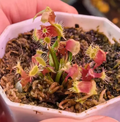 Venus Flytrap Monster 1 x Golbat