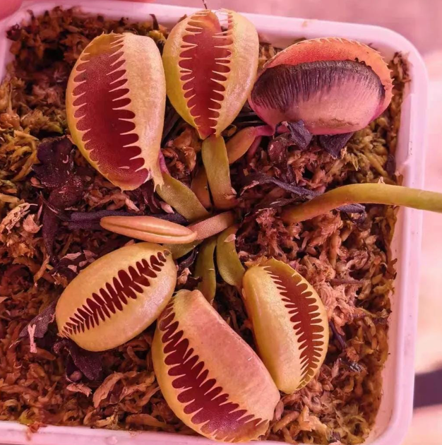 Venus Flytrap Monster Catcher