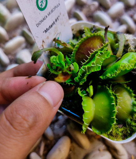 Venus Flytrap Mutant #1