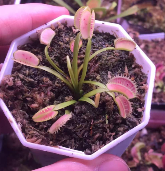 Venus Flytrap Pandora