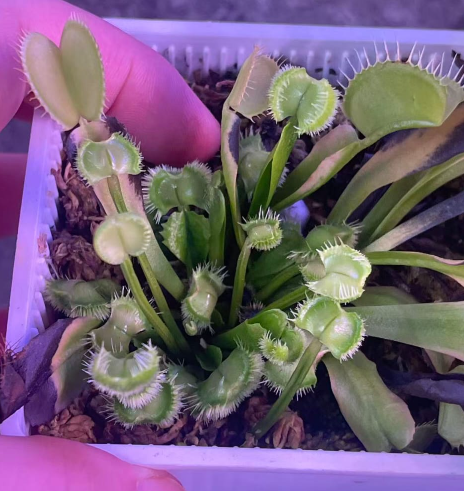 Venus Flytrap Pike's Bread
