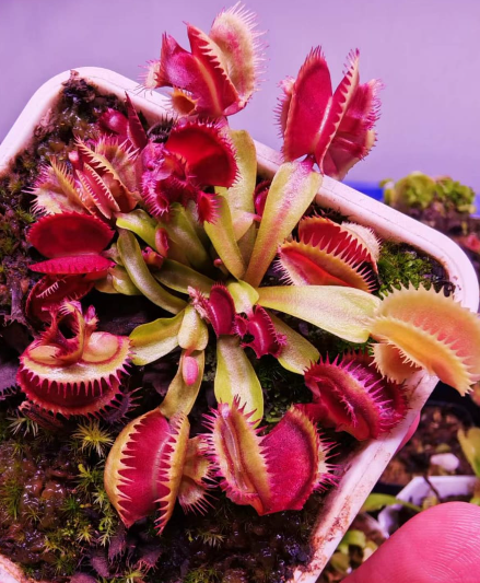 Venus Flytrap Pygo K1