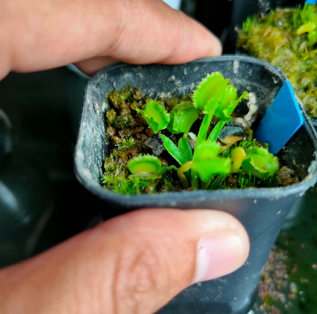 Venus Flytrap Red Fox