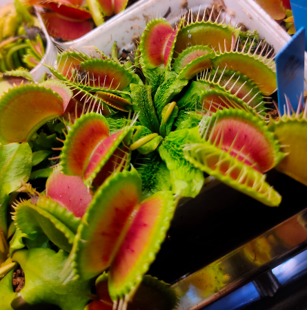 Venus Flytrap Schuppenstiel I
