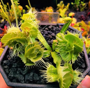 Venus Flytrap Starfall