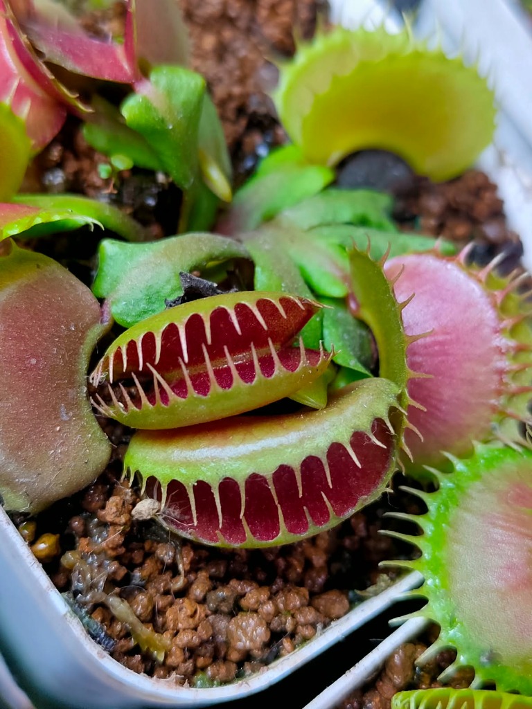 Venus Flytrap GJ Bloody Nurse